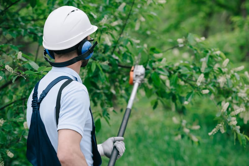 The Benefits of Professional Tree Trimming