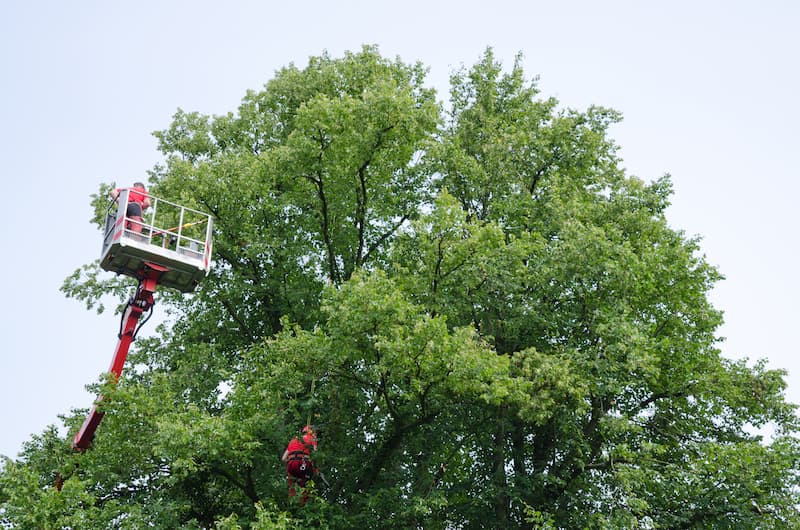 Tree Trimming